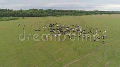 奶牛在牧场上放牧. 一群牛，俯视。 俄罗斯的牲畜。 夏天，奶牛在绿色的草地上放牧.